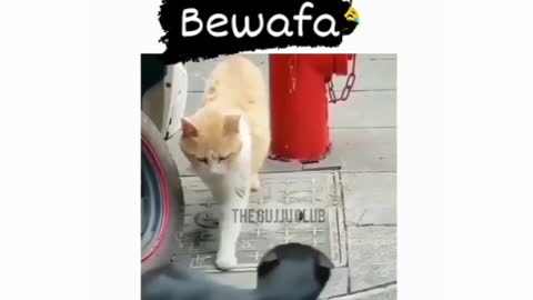 Bewafa sad videos cats