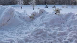 White German Shepherd Dogs playing in the snow