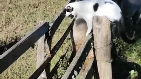 FUNNY ANIMALS 2023 🐾 CATS, DOGS, PARROTS 🐱🐶🦜 CUTE and FUNNIEST ANIMAL VIDEOS