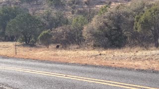 Javelina in the Davis Mountains