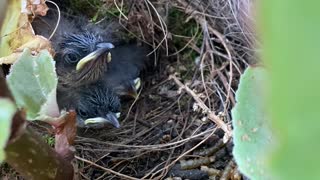 Wren Chicks in planter