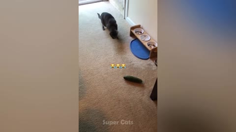 Funny Cat Reaction