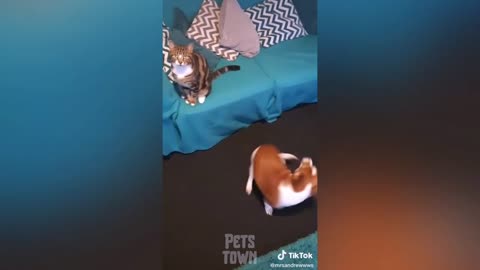 Funny Dog Videos_ Pets That Are Just Too Stupid _ Pets Town