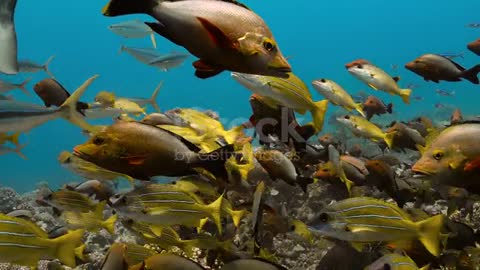 Tiger sharks in the middle of fishes in the Pacific Ocean.