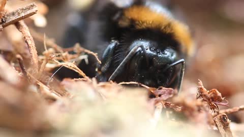 Bee emerging from woodland floor. Macro nature video