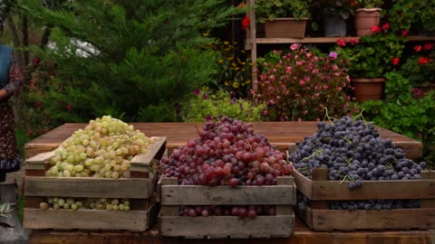 Grape Harvesting and Prepare OLD FASHIONED GRAPE JAM