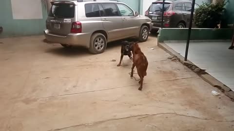 Dog vs goat Brutal Fight Funny