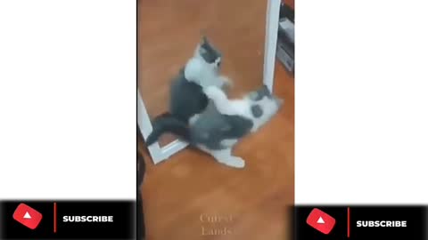 Rumble/cat viral video- best cat acting front mirror viral video 2022