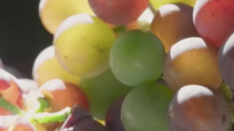 ***Grapes: A Bite-Sized Nutritional Powerhouse***