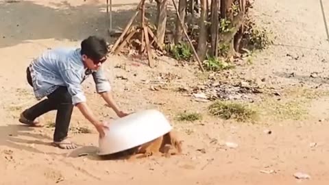 Troll Prank dog with fake lion