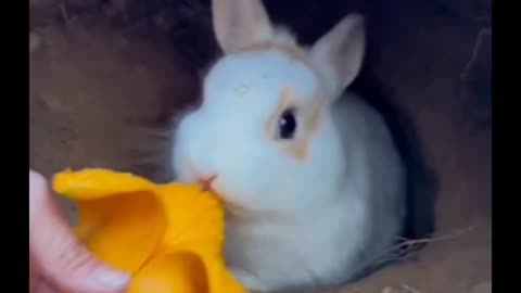 Rabbit eating