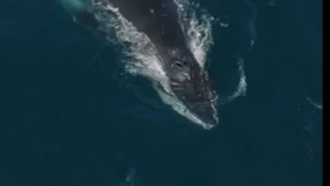 Humpback whales feeding with sea lions