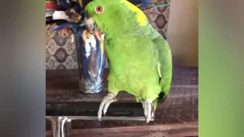 Funny Talking Parrots - Best Videos for Parrot Lovers. Video # 77