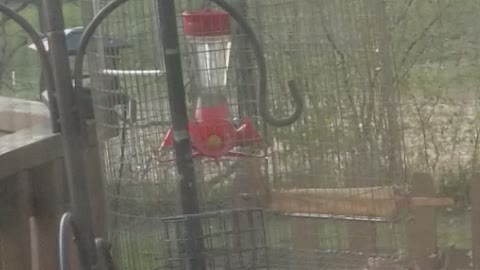 Ruby-throated Hummingbird trap