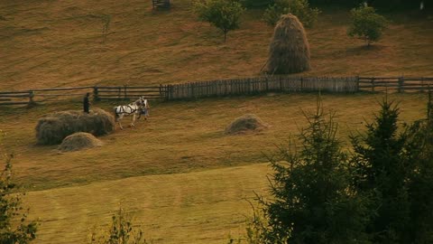 Farmer with horse and hay harvest. Romania