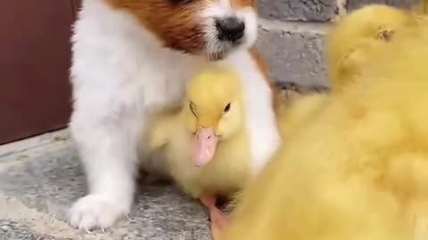 Cute baby animals Videos Compilation cute moment of the animals - Cutest Animals On Earth