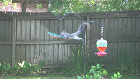 Squirrel Stretches to the Max for Bird Seed