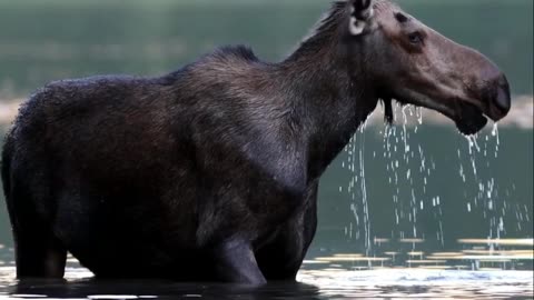 A neat moose in a lake at sunset.