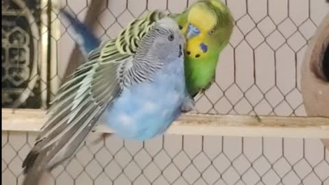 Budgies Parrot Meeting season Start