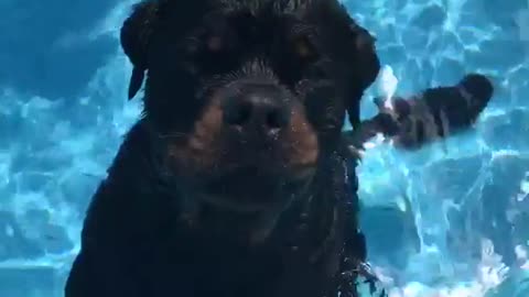 Two black dogs standing in pool