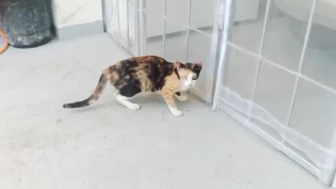 Calico Cat got scared.