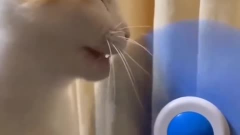 Cute cats video compilation 9😍😍😂