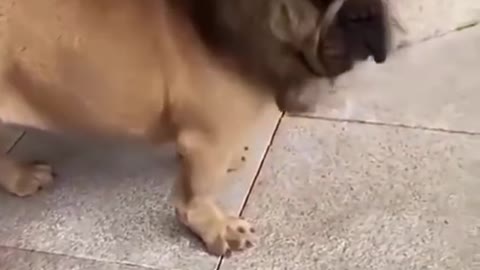 Funny Dog with, lion mane