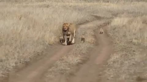 lion cub gets separated from its siblings and mom! -animals- wildlife- funny animals