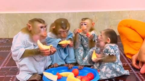 They are Clever and Lovely #monkeys #pets #animals #funny #24