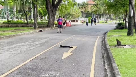 Lazy cat relaxes on the middle of park's exercise running track in Thailand