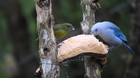 nature-birds-eating-tree