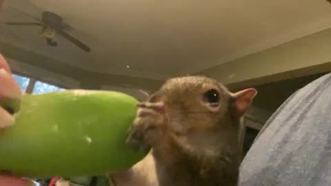 Scrat enjoying a jalapeño :)