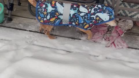 Jacket-Clad Chiweenie Hops Through Snow