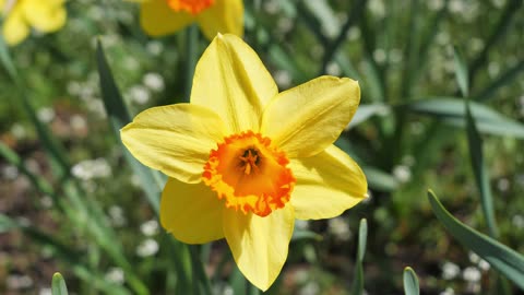 Beautiful Flowers, Nature and Relaxing Piano Music