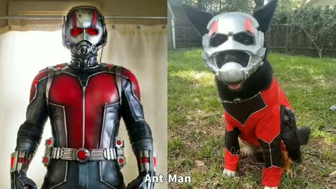 Superheroes Characters In Real Life As Dogs