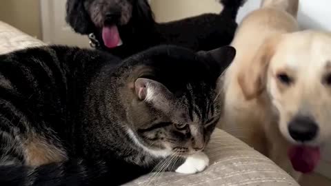 Cat and Dog Are the Most Cute friendship Ever ❤