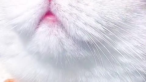 Cute Pet- Odly Satisfying