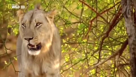 National Geographic Documentary 2020 HD - NSEFU Kings of Lions