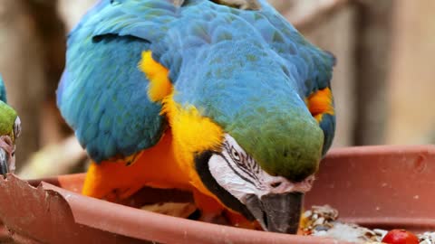 Two parrot To quarrel each other for food