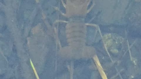 Crayfish in a river with clear water.