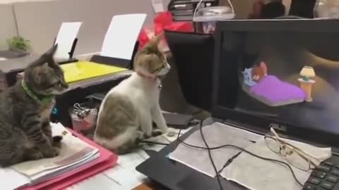 Two Cat watching Tom and Jerry funny video