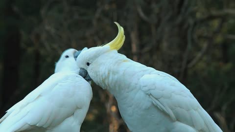 Beautiful Eleonora Cockatoo Parrots two Eleonora.