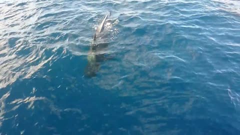 Watching pilot whales with a baby