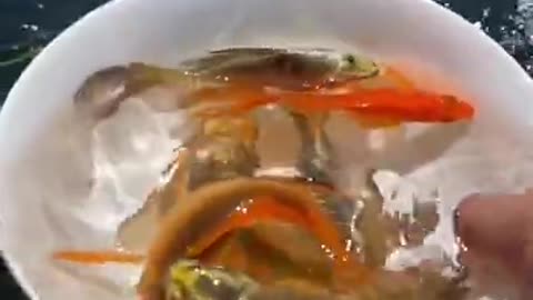 Cute pet fish || little cute pet fish