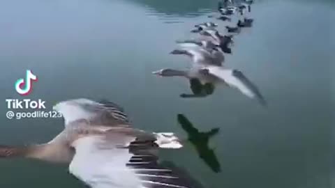 Beautiful Flight of Birds Over The Sea #shorts #viral #shortsvideo #video