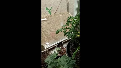 Growing Tomatoes Indoors