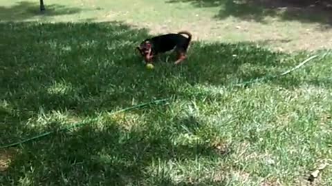 Pippin black and brown dog playing fetch in backyard