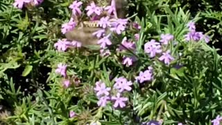 Hummingbird Moth