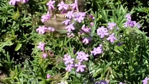 Hummingbird Moth