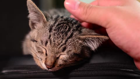 Patting a sleeping baby cat